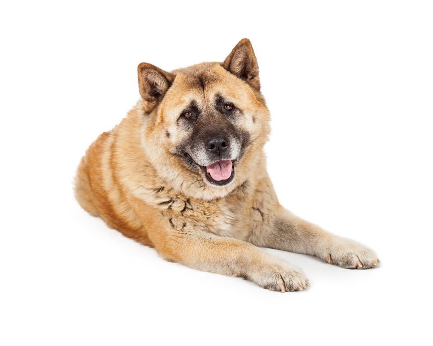 Een fraaie Akita met een halflange vacht