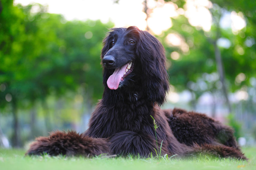 A beautiful black coated Afghan Hound lying down