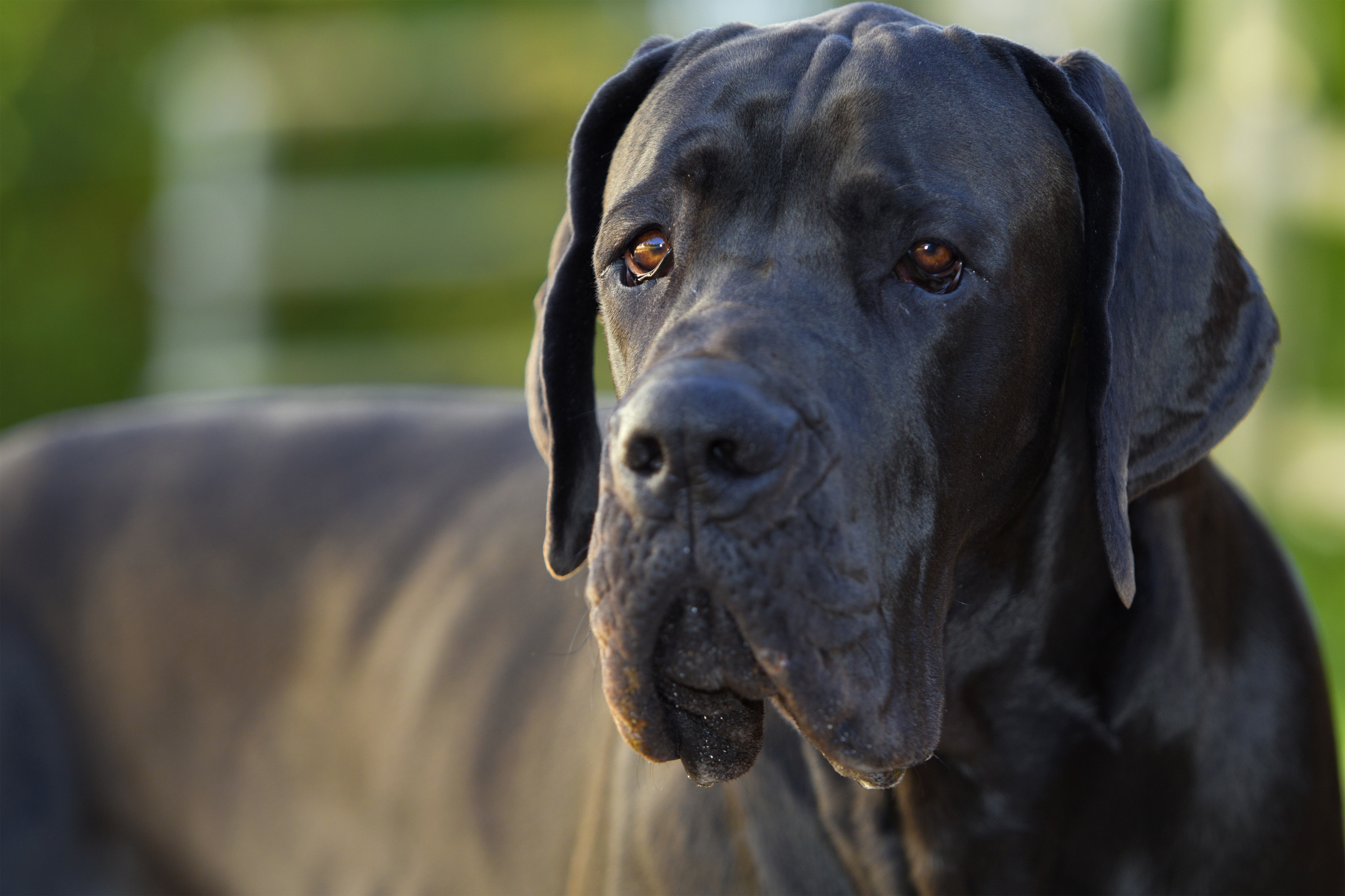 Een Deense dog met een prachtig zwarte vacht
