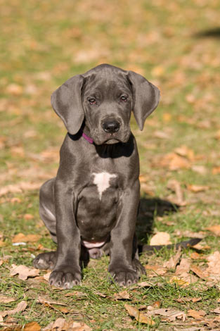 A beautiful little Great Dane puppy who can actually be over exercised