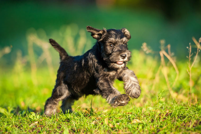 A beautiful little Miniature Schnauzer puppy with a hypoallergenic coat