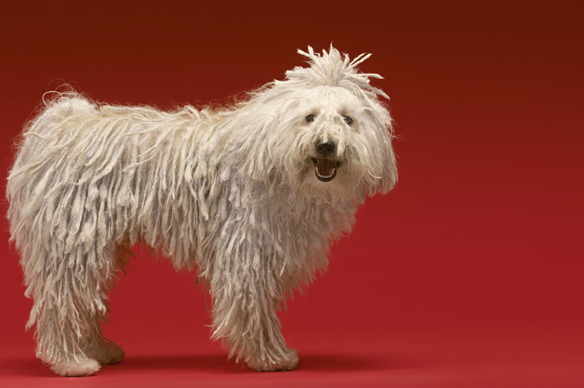 Een Komondor met een fraaie witte viltvacht