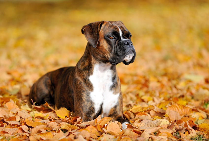 A beautiful young Boxer lying in the Autumn leaves