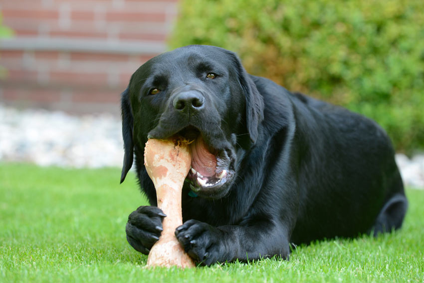 A black Labrador eating a big raw bone in the garden