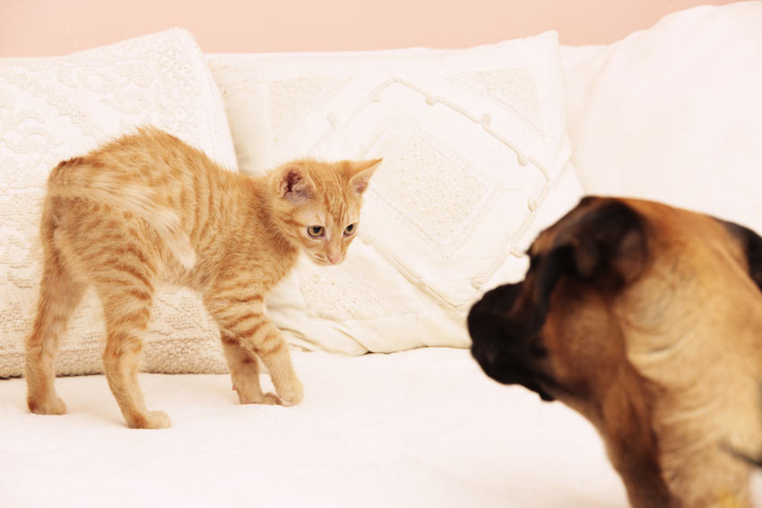 Een kat ontwijkt bewust een onbekende hond