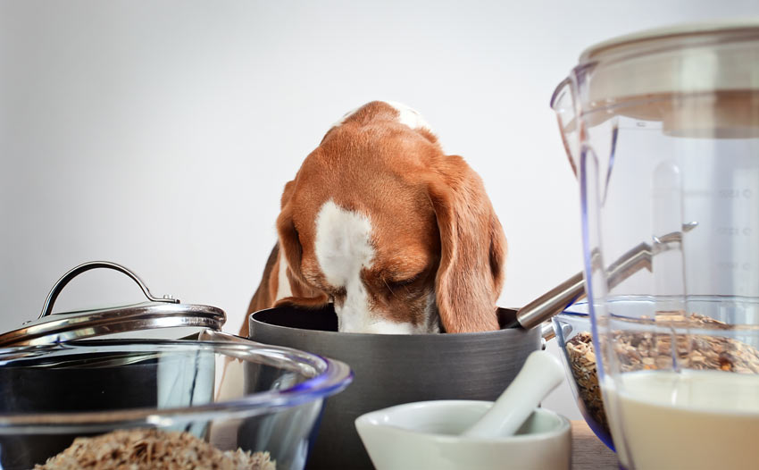 A cheeky young Beagle eating out of the pots and pans in the kitchen
