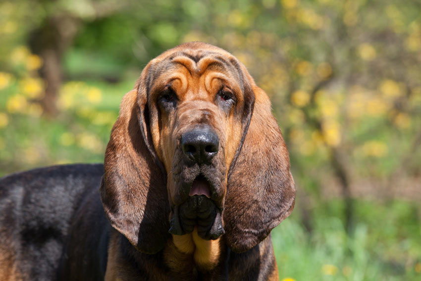 Een close-up van het karaktervolle gezicht van de bloedhond