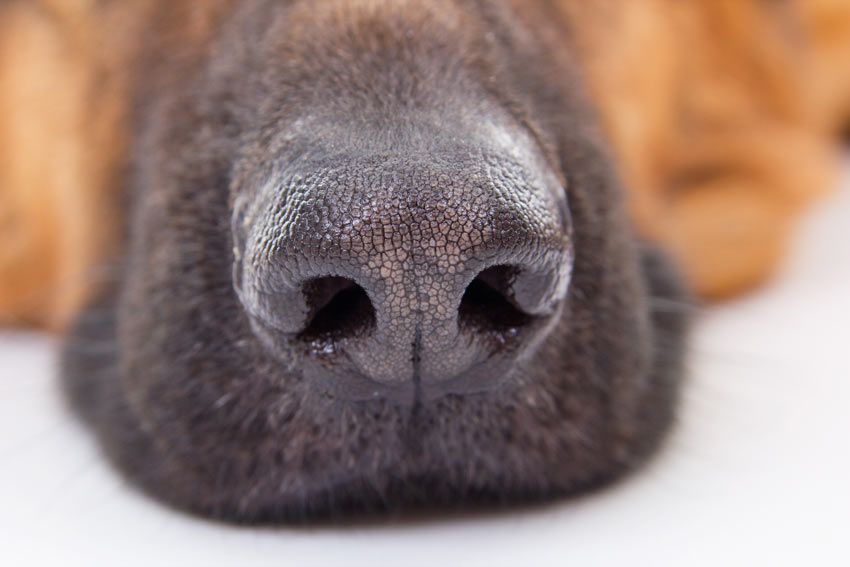 A close up of a dogs healthy nose