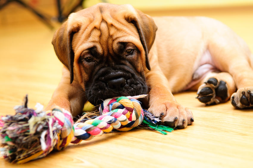 A cute Bullmastiff puppy playing with its toys