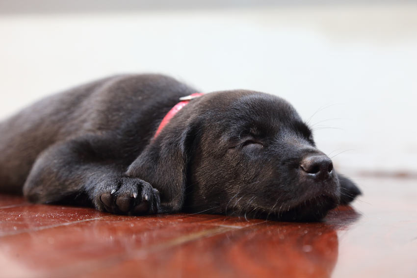 Een schattige kleine zwarte labrador