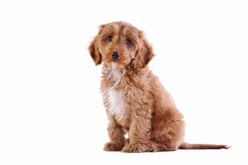 A cute youngcrossbreedCockapoo