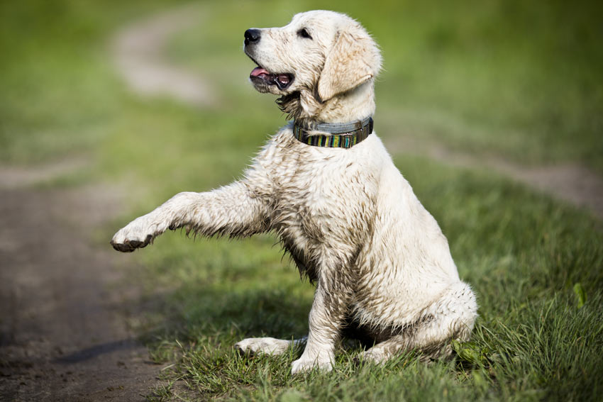 A dirty little Golden Retriever puppy coming back from a muddy walk