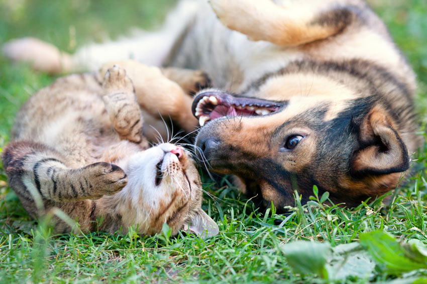 zwanger feit Doorlaatbaarheid Honden en katten laten kennismaken | De juiste hond voor u | Honden | Gids