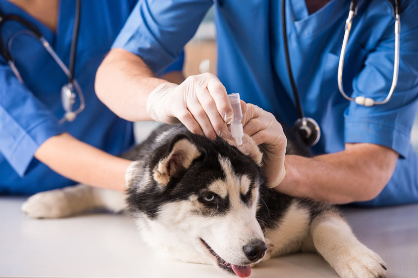 A dog being given ear drops