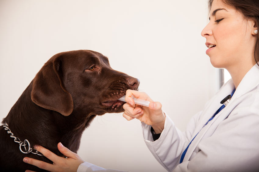 De waarheid vertellen Wig Openbaren Hoe geeft u uw hond pillen en vloeibare medicatie | Algemene gezondheid van  uw hond