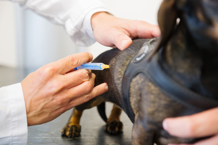 A dog having an injection under its skin