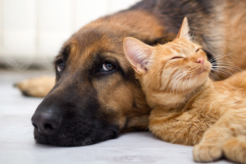 Een hond ligt naast zijn roodharige kattenvriend