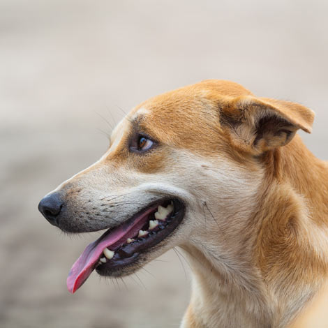 A dog panting