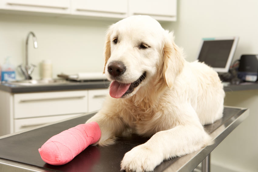 A dog recovering after having a cast put on its leg