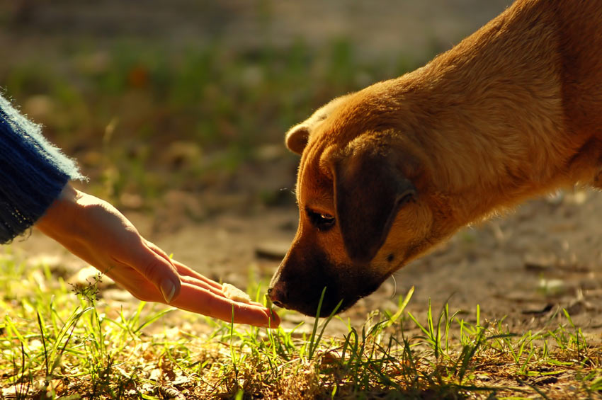 A dog sniffing a treat