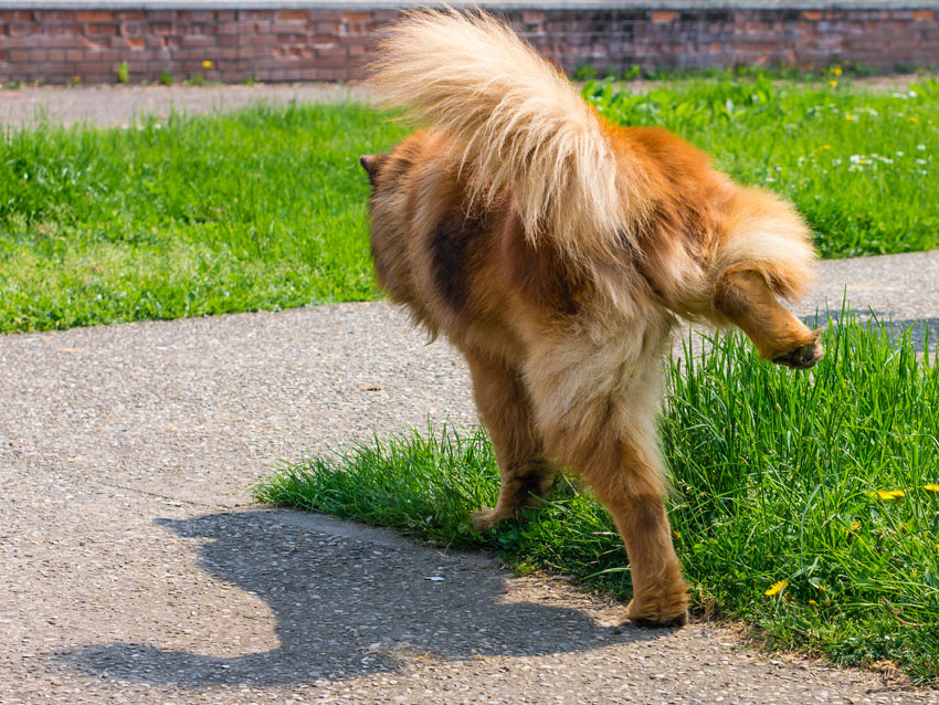 A dog urinating on the grass leaving its scent for other dogs