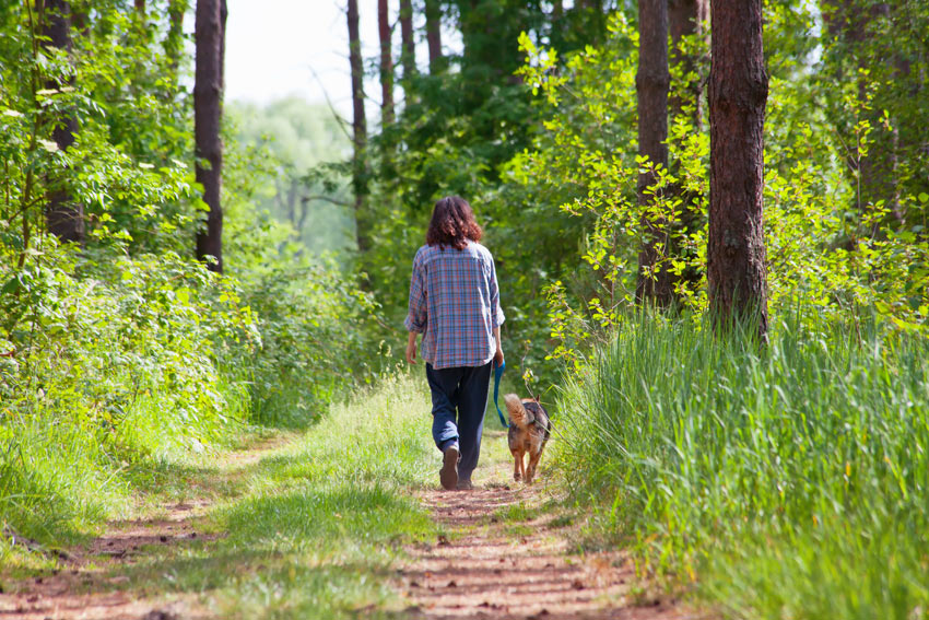 A dog walk in the woods