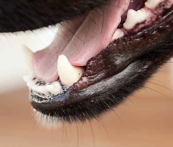 A dog with a clean and healthy mouth