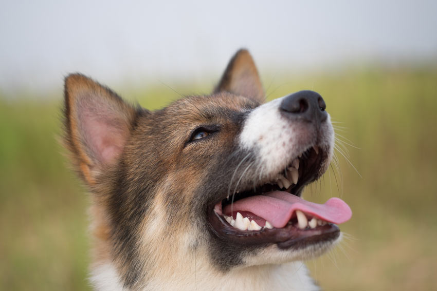 Tekenen Van Ziektes Bij Honden | Algemene Gezondheid Van Uw Hond | Honden