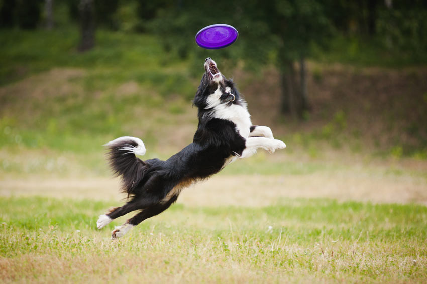 Een fitte en gezonde Bordercollie springt naar een frisbee.