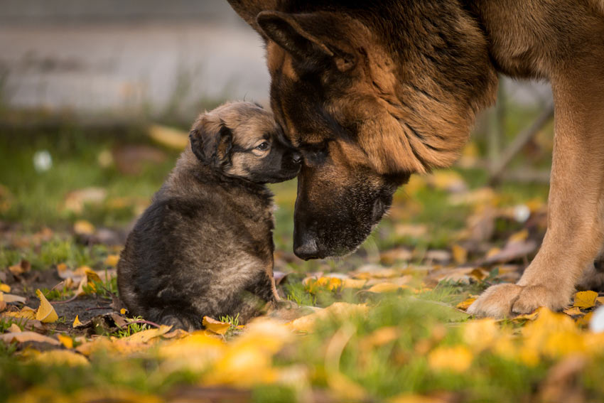 Een zachtaardige Duitse herder met haar snoezige kleine puppy