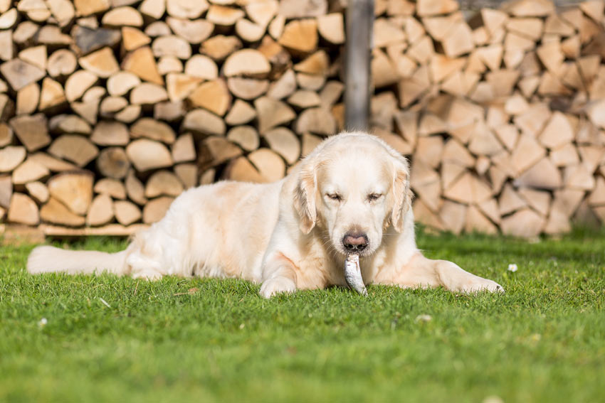 A golden Labrador eating a deboned fish