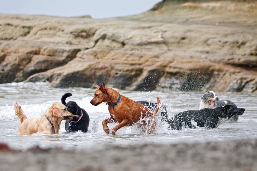 Een groep honden van verschillende rassen spelen samen in het water