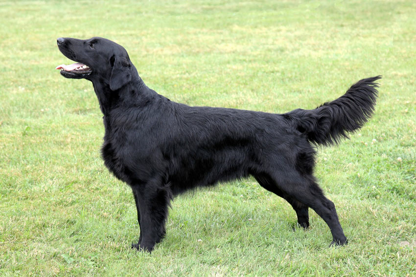 A healthy Flat Coated Retriever with a clear abdominal tuck