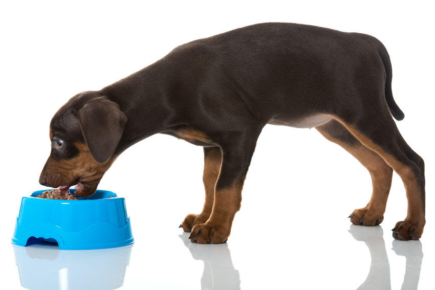 A healthy Pinscher puppy with an abdominal tuck