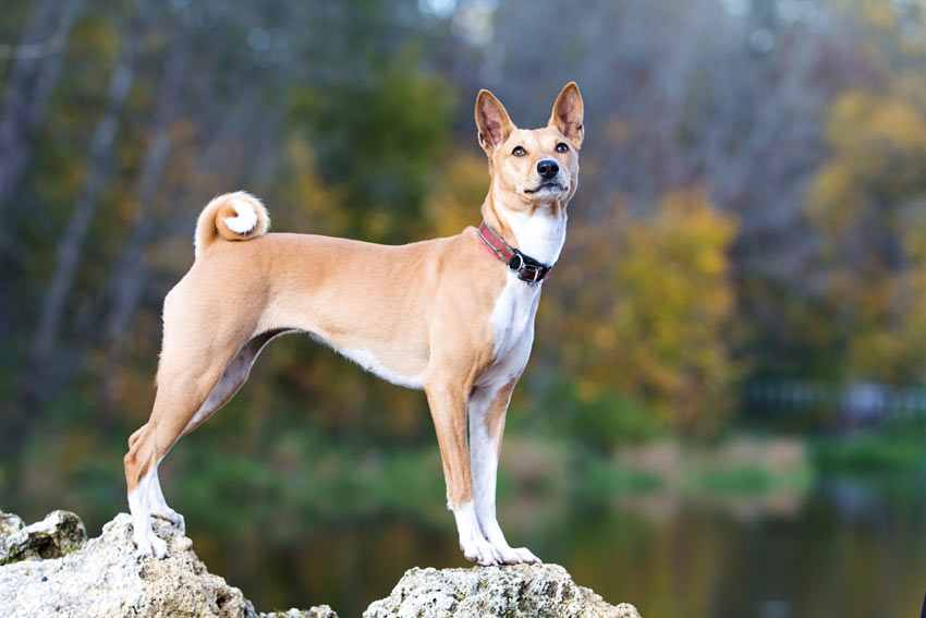A healthy young Basenji with a beautiful hypoallergenic coat