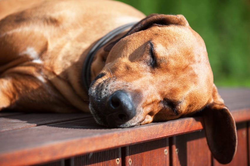 A hot and tired dog resting in the summer sun