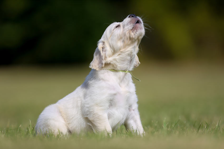 A little Labrador puppy barking and howling