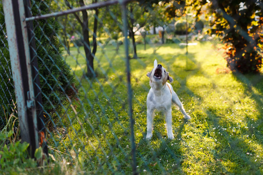 A little Terrier barking at its owner outside