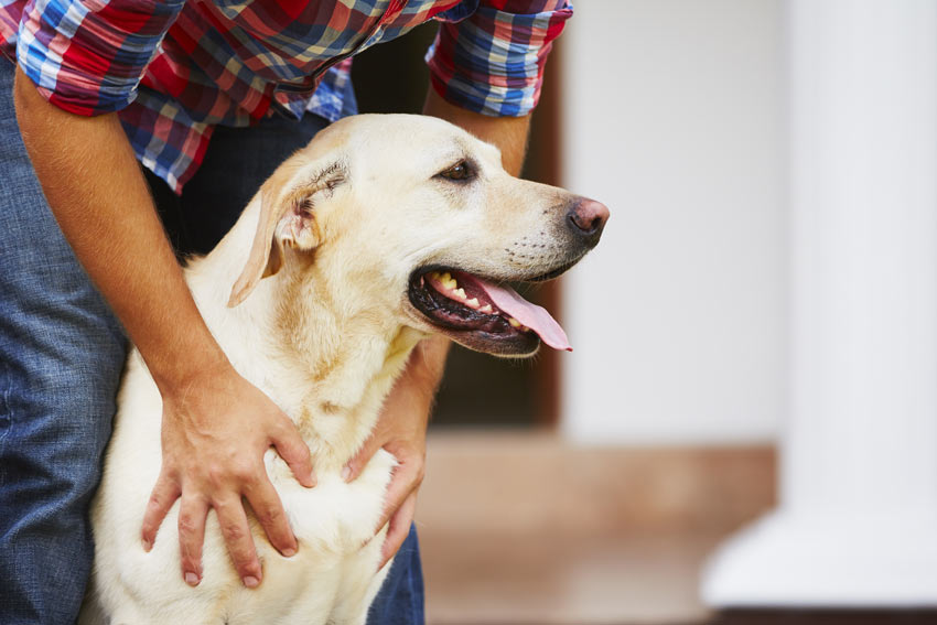 A lovely golden Labrador siting with its owner by its side