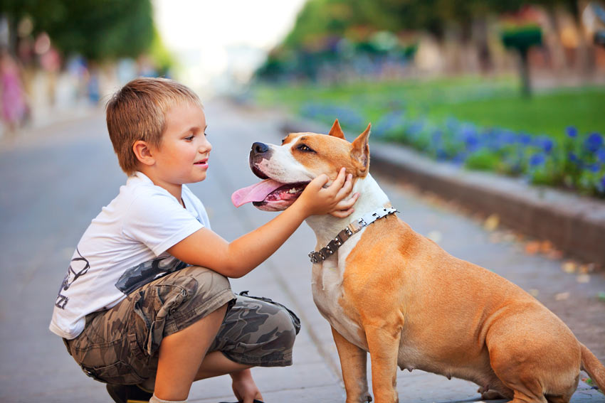 Een prachtige hond wordt voorzichtig geaaid door een jongetje