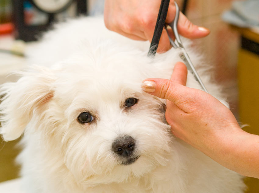 A lovely little white Maltese being groomed by its owner