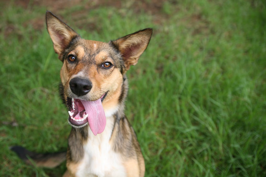 Een bastaardhond