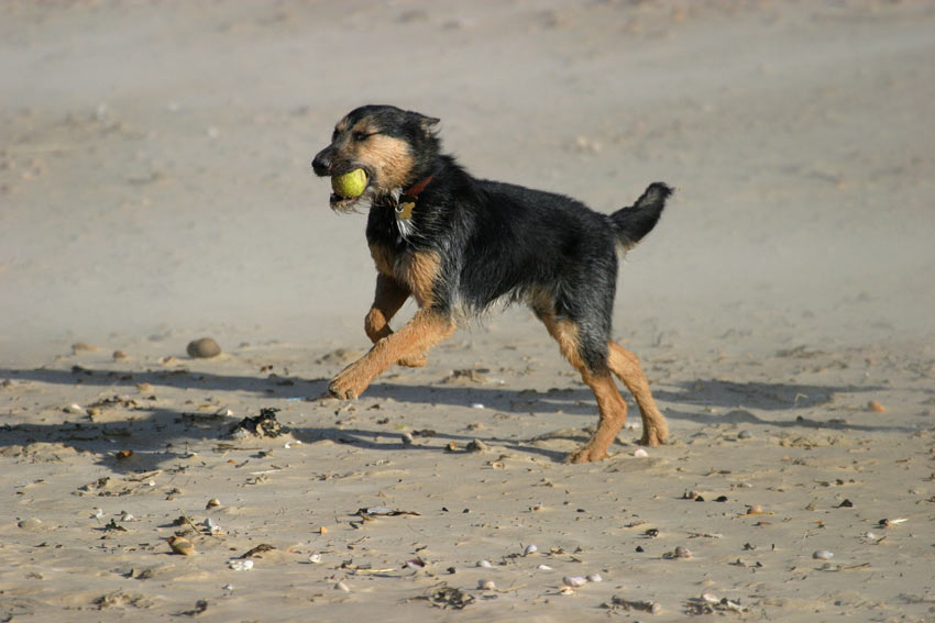 Een bastaardhond rent op het strand