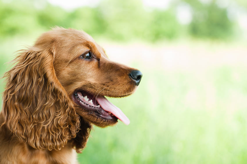 A portrait of a beautiful brown coated Cocker Spaniel