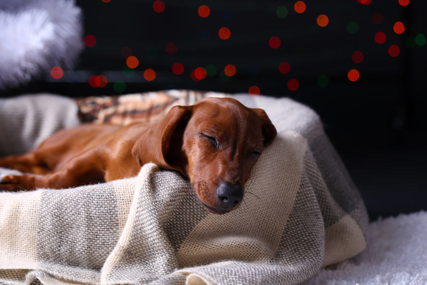 A small dog resting after an operation