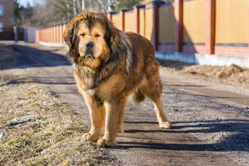 Een indrukwekkende, gespierde Tibetaanse mastiff staat op wacht