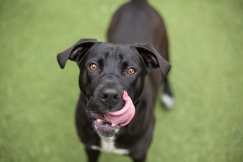 A very hungry dog licking its lips