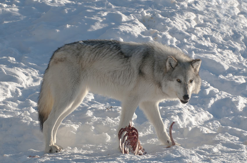 A white wolf with an animal carcass