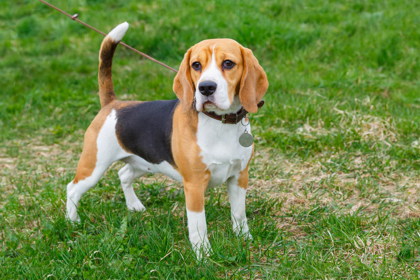Een prachtige ras-beagle