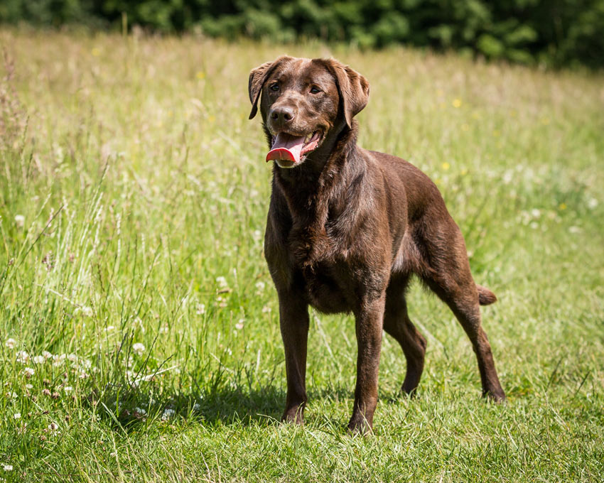 Een schitterende ras-labrador